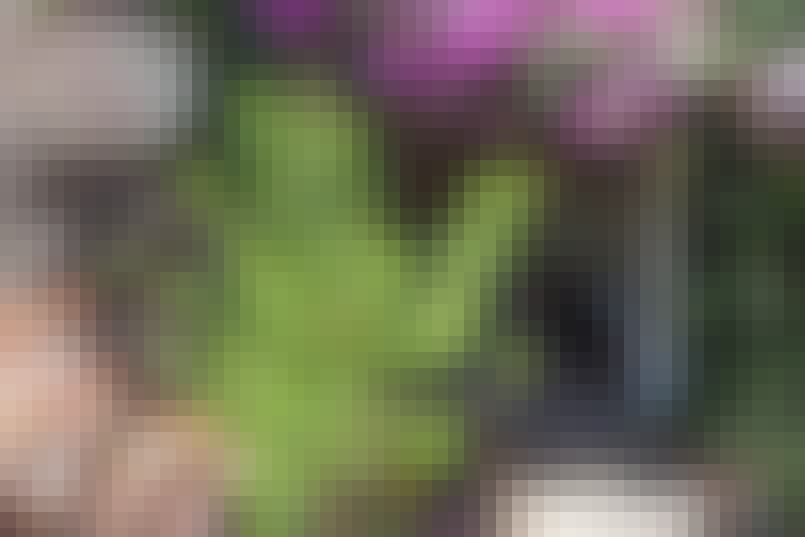 Inline Garden Tenerife